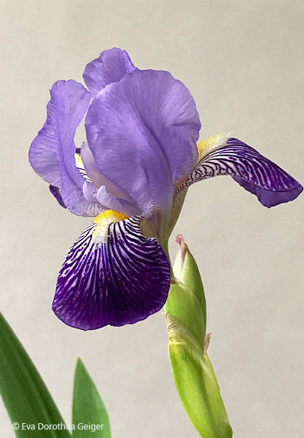 iris flower